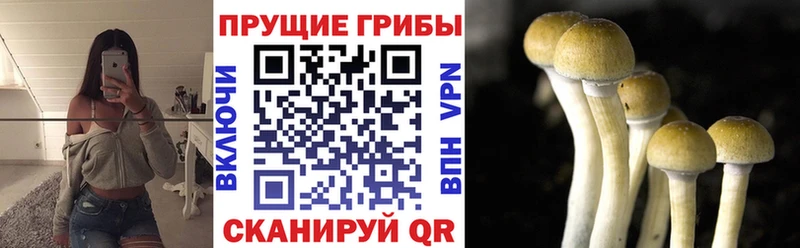 Галлюциногенные грибы Psilocybe  KRAKEN tor  Архангельск 